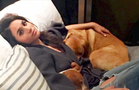 Meghan Markle bought a ‘chic’ zero waste dog lead set for her beloved pooch