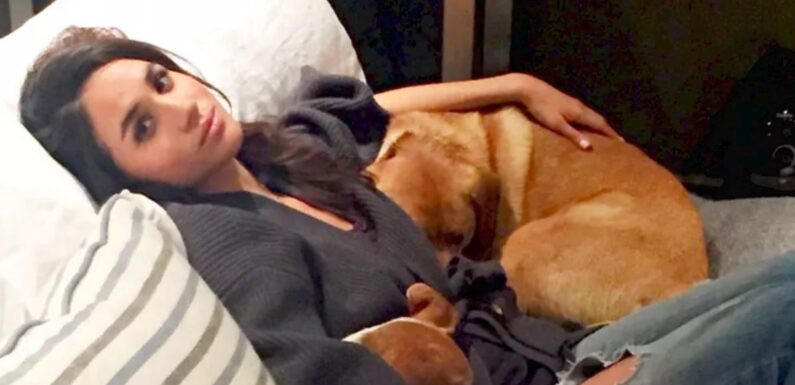 Meghan Markle bought a ‘chic’ zero waste dog lead set for her beloved pooch