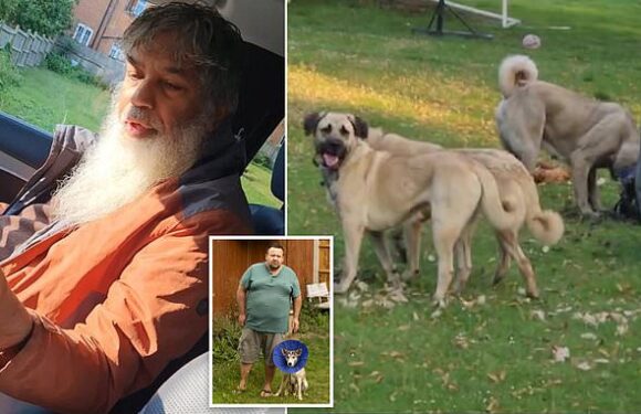 Millionaire builder's three pet dogs killed hens and bit man's face