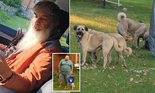 Millionaire builder's three pet dogs killed hens and bit man's face