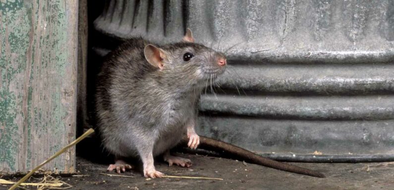 My garden has been invaded by giant rats – it's a living hell, I'm terrified | The Sun