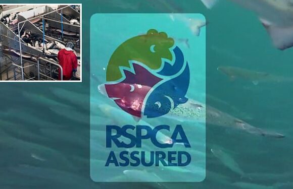 Probe launched into 'zombie' salmon with huge chunks of flesh missing