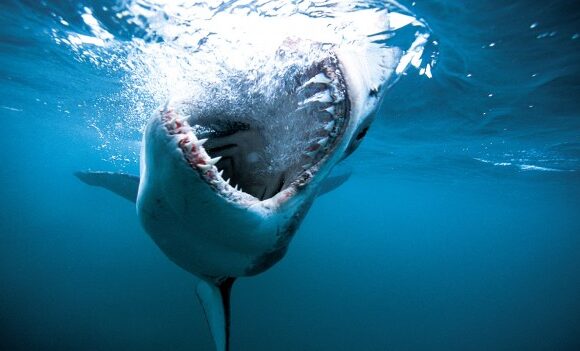 Shark Week With Host Jason Momoa Tops TV Demos, Has Highest Rating In Three Years