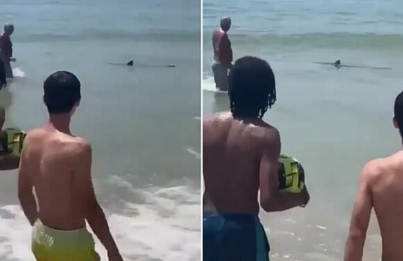 Shark off Portuguese beach sees swimmers flee in latest sighting