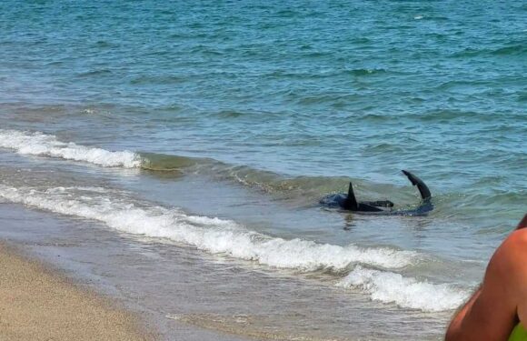 Terrifying moment massive SHARK seen lurking off French beach sending tourists scrambling out of sea | The Sun