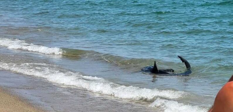 Terrifying moment massive SHARK seen lurking off French beach sending tourists scrambling out of sea | The Sun