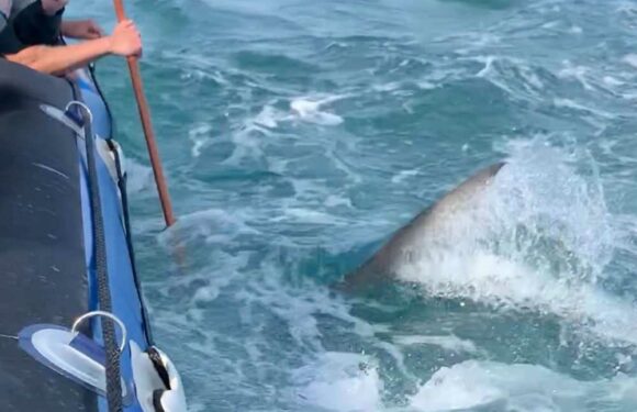 Terrifying moment massive shark bites and deflates boat full of tourists as screams ring out | The Sun