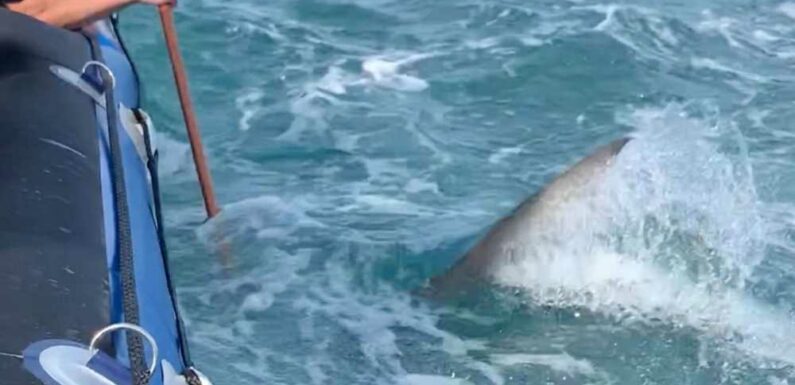 Terrifying moment massive shark bites and deflates boat full of tourists as screams ring out | The Sun
