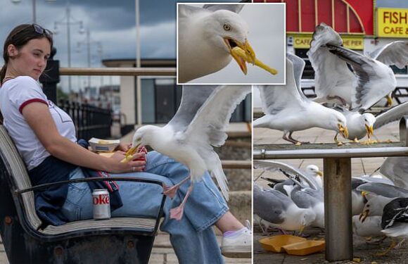 The seaside town plagued by seagull 'invasion' where birds steal food