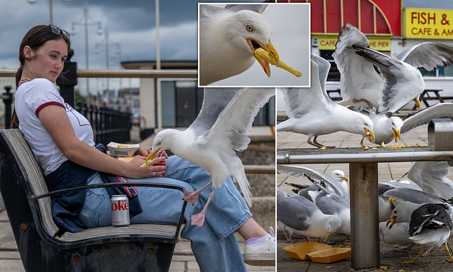 The seaside town plagued by seagull 'invasion' where birds steal food