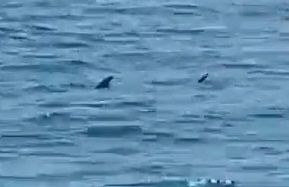 Two sharks are spotted in latest sighting in Spanish waters