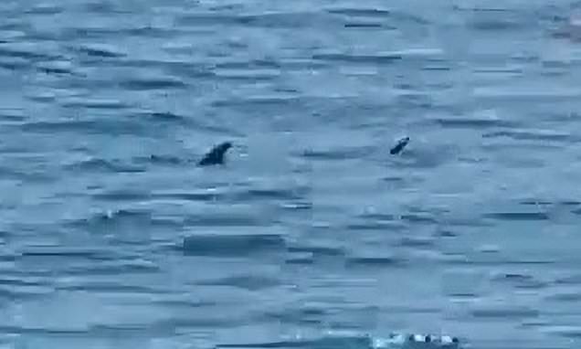Two sharks are spotted in latest sighting in Spanish waters