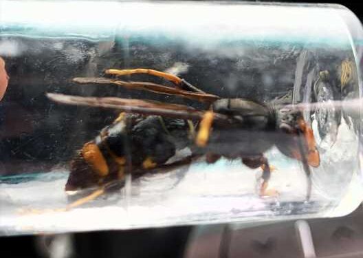 Urgent warning over killer Asian hornets in Britain after insects spotted in seaside town – how to keep safe | The Sun