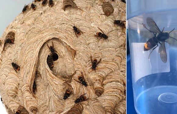 Warning as deadly Asian hornets sighted in Plymouth and Kent