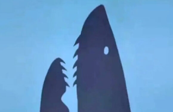 What you see first in new optical illusion reveals if you're dynamic but indifferent to others, or selfless and stubborn | The Sun