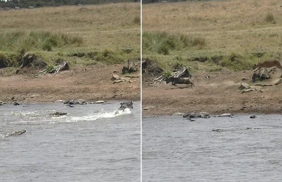 Wildebeest calf chased by crocodiles then ambushed by a hungry lion