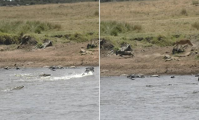 Wildebeest calf chased by crocodiles then ambushed by a hungry lion