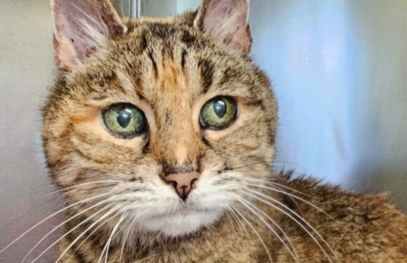 Young yobs bagged up 22-year-old cat and dumped her in wheelie bin