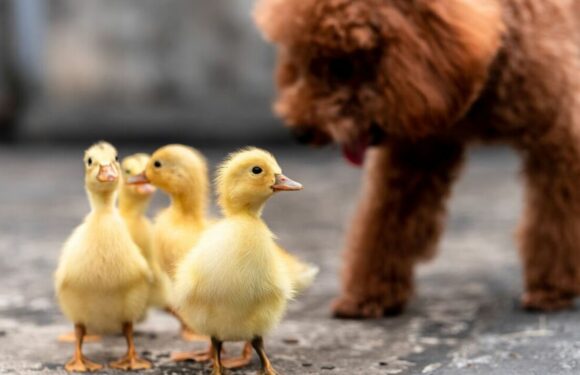 ‘Sweetest’ dog becomes friends with abandoned baby ducklings