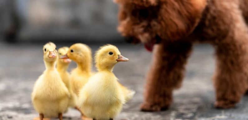 ‘Sweetest’ dog becomes friends with abandoned baby ducklings