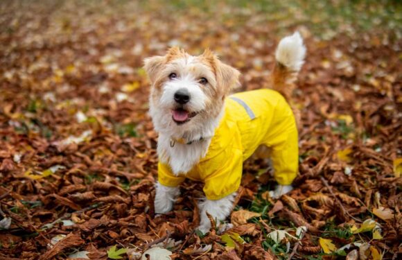 12 best dog coats 2023 UK; including dog jumpers and full coverage dog suits | The Sun