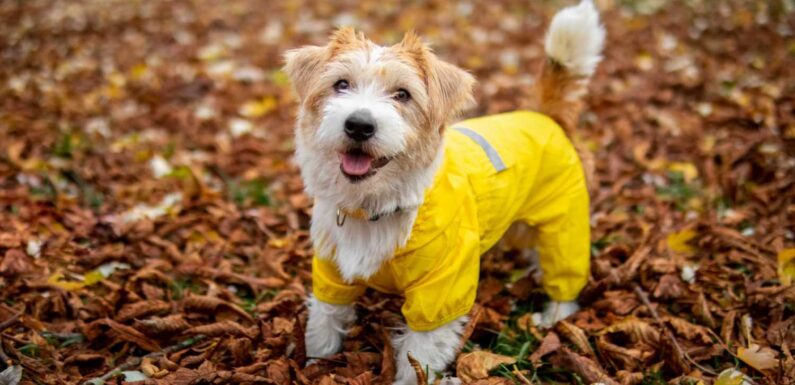 12 best dog coats 2023 UK; including dog jumpers and full coverage dog suits | The Sun