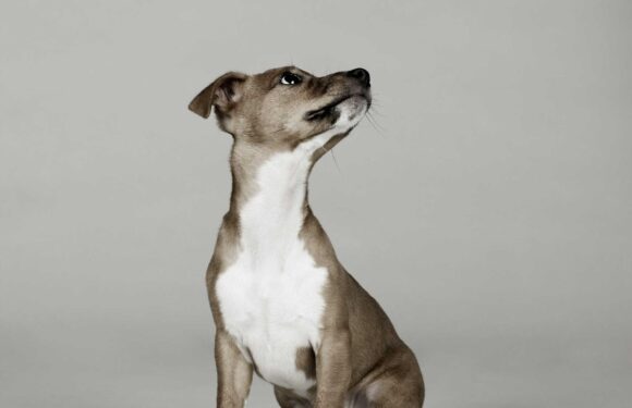 7 Best dog nail clippers 2023 UK; including safe and electric nail clippers | The Sun