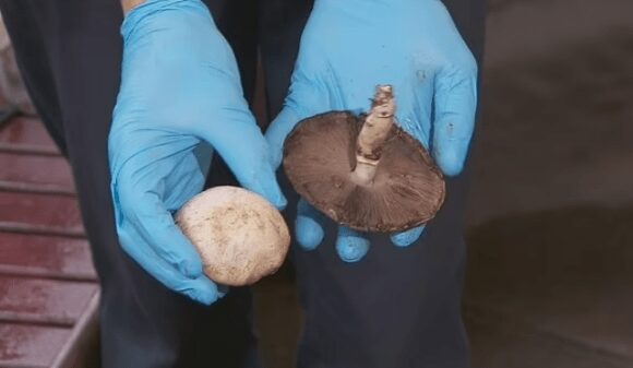 7 unanswered questions over killer mushroom lunch as cops probe new evidence & suspect Erin Patterson goes into hiding | The Sun