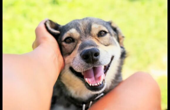 8 Best Dog Toothpaste UK 2023; including enzymatic and vet-recommended options | The Sun