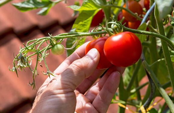 Action plan: CIAR BYRNE's essential jobs for your garden this week