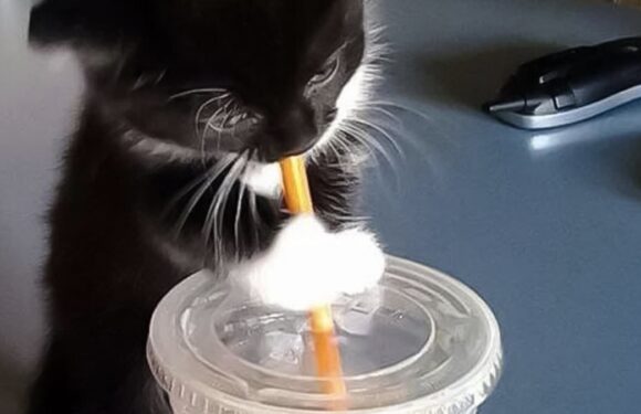 Adorable photos show sneaky animals trying to steal food