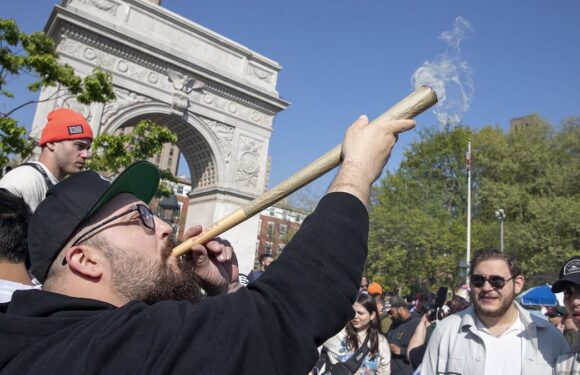 America's once-booming weed industry 'verges on collapse'