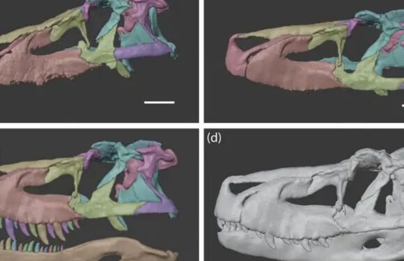 Apex predator dinosaur older than T-rex had biting power weaker than a crocodile