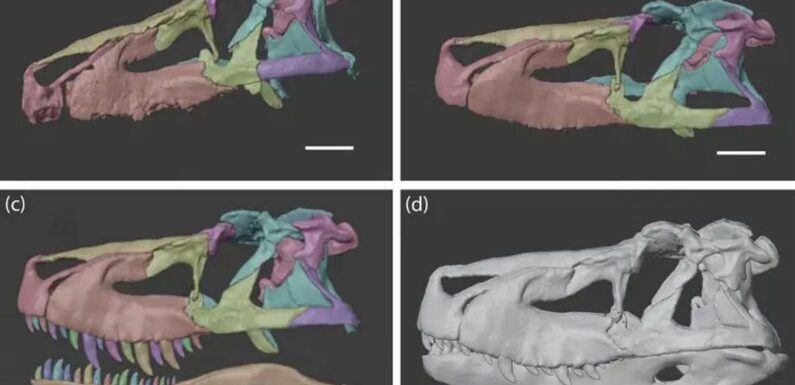 Apex predator dinosaur older than T-rex had biting power weaker than a crocodile