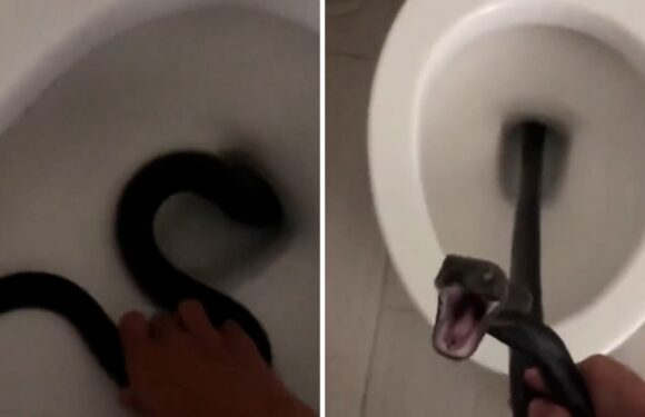 Arizona Woman Discovers Snake Inside Her Toilet