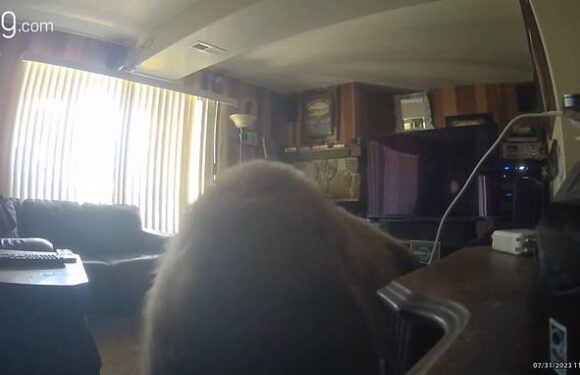 Bear breaks into Lake Tahoe apartment and immediately heads to pantry