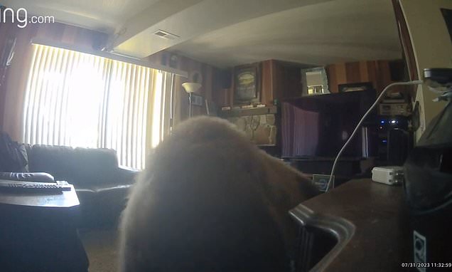 Bear breaks into Lake Tahoe apartment and immediately heads to pantry