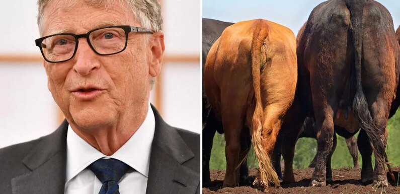 Bill Gates invests £9.7 million in ‘tackling cow farts’ through Aussie startup