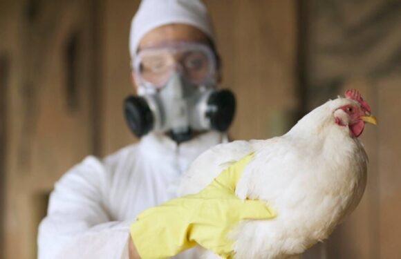 ‘Bird flu is like a ticking time bomb’ – Campaigners urge major farming reforms