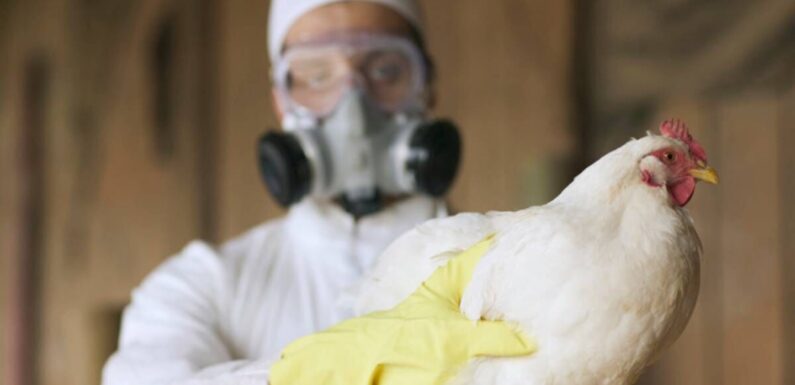 ‘Bird flu is like a ticking time bomb’ – Campaigners urge major farming reforms