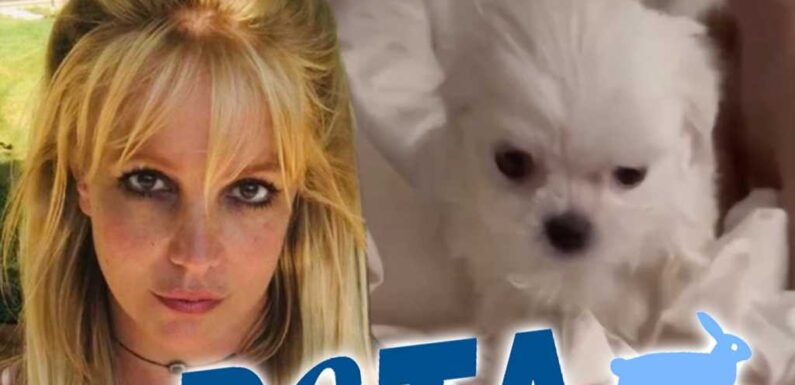 Britney Spears Slammed By PETA For Buying New Puppy