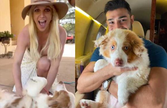 Britney Spears Terrified Sam Asghari Will Try To Take Custody Of Her Dogs!