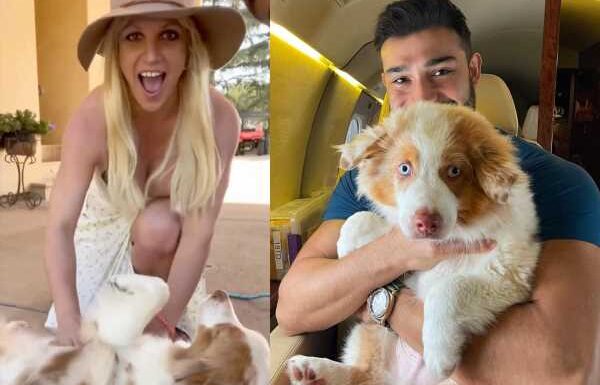 Britney Spears Terrified Sam Asghari Will Try To Take Custody Of Her Dogs!