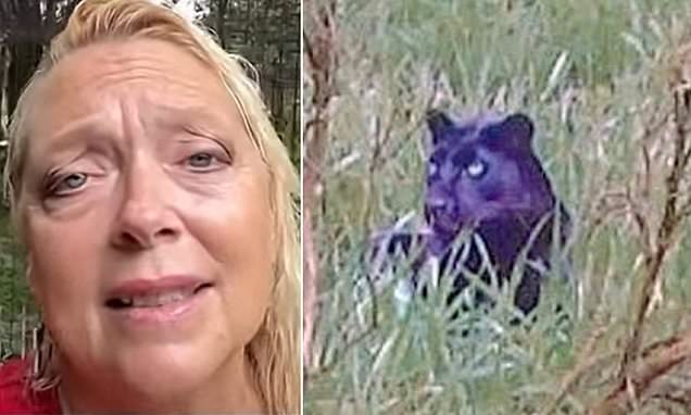 Carole Baskin warns Brits as she claims big cat spotted is a leopard