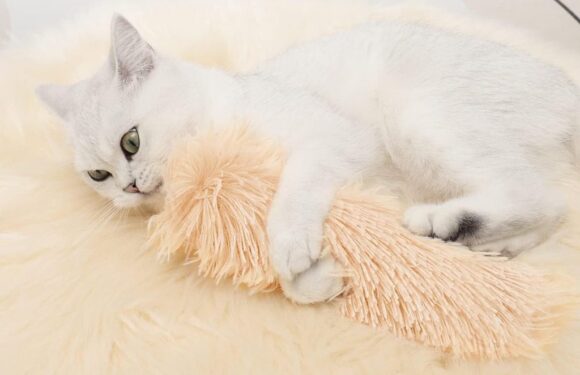 Cat Parents Say Their Cats Are Going ‘Buckwild’ for These Crinkly Catnip Kicker Toys