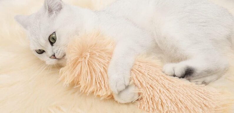 Cat Parents Say Their Cats Are Going ‘Buckwild’ for These Crinkly Catnip Kicker Toys