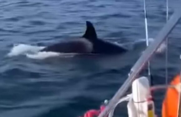 Chilling moment killer whales circle terrified sailors off Portugal