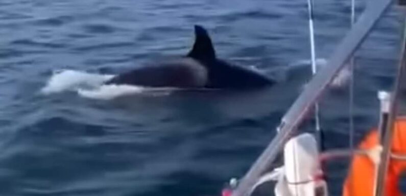 Chilling moment killer whales circle terrified sailors off Portugal