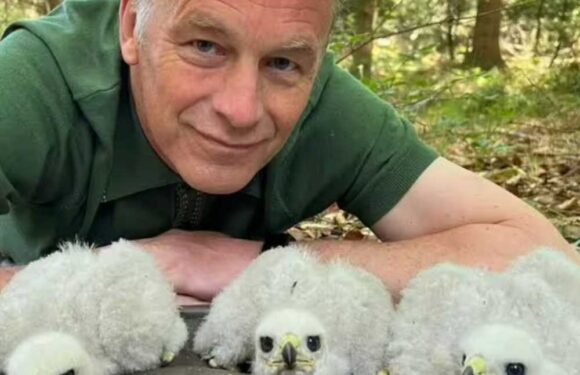 Chris Packham reported to police after 'sniffing' wild goshawk chick on The One Show | The Sun