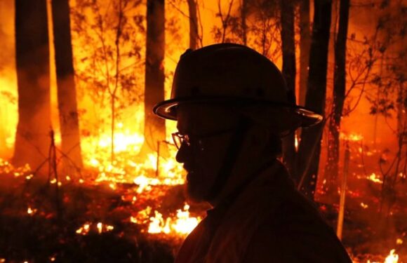 Concerns grow for dry Gippsland forests as hot summer looms